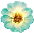 Turquoise-yellow dahlia. Flower on a white isolated background with clipping path. For design. Closeup. Royalty Free Stock Photo