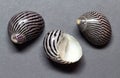 Turreted nerite shells