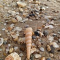 A Turritella seashell stands among scattered shells. Royalty Free Stock Photo