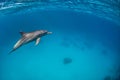 Tursiops aduncus swimming underwater close to the surface Royalty Free Stock Photo