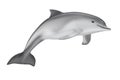 Tursiops Truncatus Ocean or Sea Bottlenose Dolphin. 3d Rendering