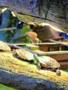 Turtels in Abudhabi national acuerium