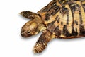 Turtle Royalty Free Stock Photo