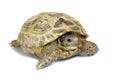 Turtle Royalty Free Stock Photo