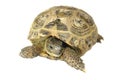 Turtle Royalty Free Stock Photo