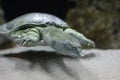 turtle Royalty Free Stock Photo