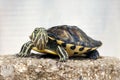 Turtle Royalty Free Stock Photo