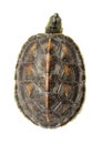 Turtle Royalty Free Stock Photo