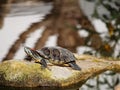 Turtle Royalty Free Stock Photo