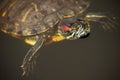 Turtle Royalty Free Stock Photo