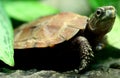 Turtle Royalty Free Stock Photo