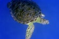 Turtle Royalty Free Stock Photo