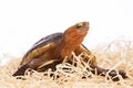 Turtle Royalty Free Stock Photo