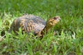 Turtle Royalty Free Stock Photo