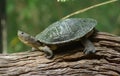 Turtle Royalty Free Stock Photo