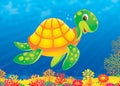 Turtle Royalty Free Stock Photo