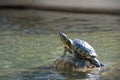 Turtle Royalty Free Stock Photo
