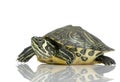 Turtle - Acanthochelys
