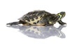 Turtle - Acanthochelys Royalty Free Stock Photo