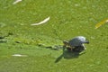 Turtle on algae covered pond