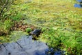 Turtle and algae