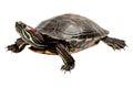 Turtle alone against transparent backdrop Royalty Free Stock Photo