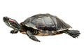 Turtle alone against transparent backdrop Royalty Free Stock Photo
