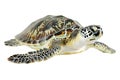 Turtle alone against transparent backdrop Royalty Free Stock Photo