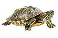 Turtle alone against transparent backdrop Royalty Free Stock Photo