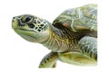 Turtle alone against transparent backdrop Royalty Free Stock Photo