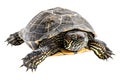 Turtle alone against transparent backdrop Royalty Free Stock Photo