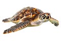 Turtle alone against transparent backdrop Royalty Free Stock Photo