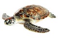 Turtle alone against transparent backdrop Royalty Free Stock Photo