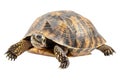 Turtle alone against transparent backdrop Royalty Free Stock Photo