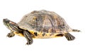Turtle alone against transparent backdrop Royalty Free Stock Photo