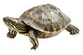 Turtle alone against transparent backdrop Royalty Free Stock Photo
