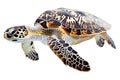 Turtle alone against transparent backdrop Royalty Free Stock Photo