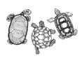 Turtle animal engraving vector illustration