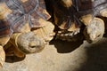 Turtle animal of long life in wildlife Royalty Free Stock Photo