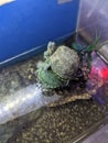 Turtle aquarium is cool Royalty Free Stock Photo