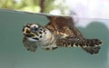 Turtle in aquarium