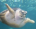 A Turtle in an Aquarium Royalty Free Stock Photo