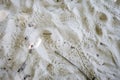 Turtle baby footprints on a tropical beach