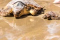 Turtle Baby with mother on beach