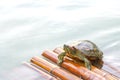 A turtle on bamboo raft in water Royalty Free Stock Photo