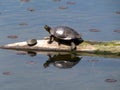 Turtle Basking with Baby Royalty Free Stock Photo