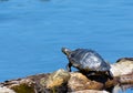 A turtle basking on a blue lake Royalty Free Stock Photo