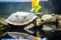 a turtle basking on a heat rock in a terrarium