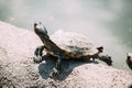 The turtle basks in the sun in the sand Royalty Free Stock Photo