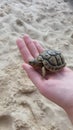 Turtle on the beach